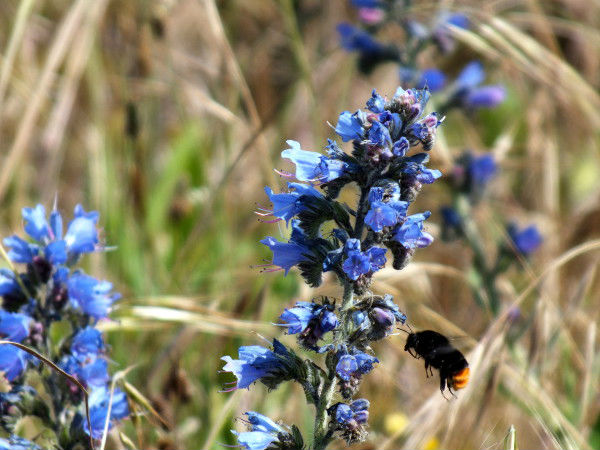 Faune et Flore (Photos de Didier Desmet) [Artiste Infirme Moteur Cérébral] [Infirmité Motrice Cérébrale] [IMC] [Paralysie Cérébrale] [Cerebral Palsy] [Handicap]