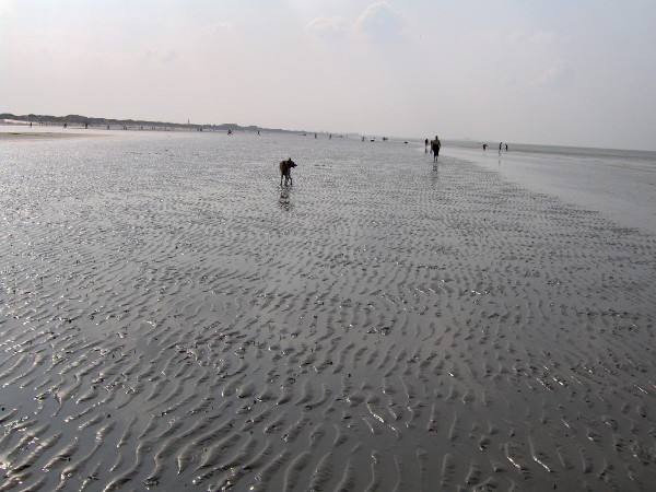 Dunkerque 2006 (Photo de Didier Desmet) Plage Berger allemand [Artiste Infirme Moteur Cérébral] [Infirmité Motrice Cérébrale] [IMC] [Paralysie Cérébrale] [Cerebral Palsy] [Handicap]