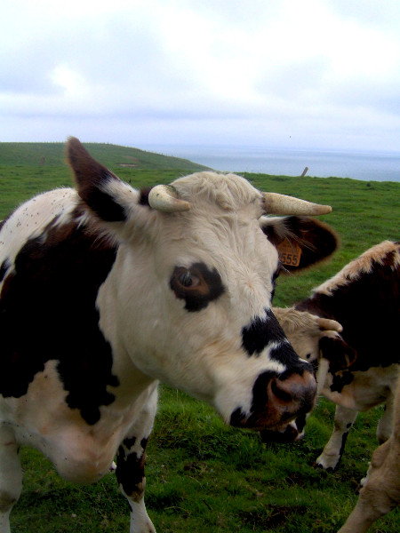 Les champs des falaises d`Ault - La vache (Somme - 80460) [2005] (Photo de Didier Desmet) [Artiste Infirme Moteur Cérébral] [Infirmité Motrice Cérébrale] [IMC] [Paralysie Cérébrale] [Cerebral Palsy] [Handicap]